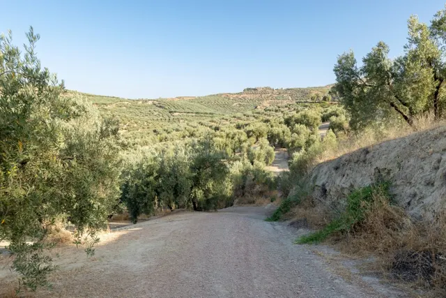 Terreno rural en venta - Alfacar — 4