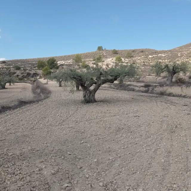 Encantadora Finca Rústica en Hondon de las Nieves con Vistas - foto 3