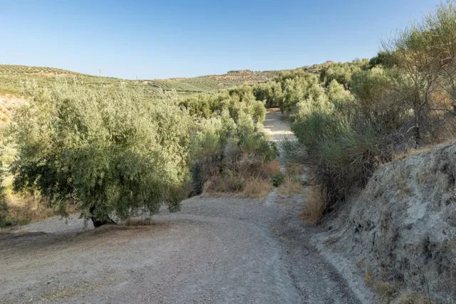 Terreno rural en venta - Alfacar — 7
