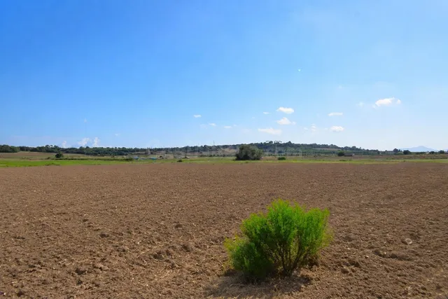 Finca rústica con vistas a la Serra de Tramuntana en Muro - foto 4