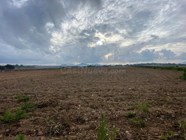 Finca rústica edificable en Manacor - foto 5