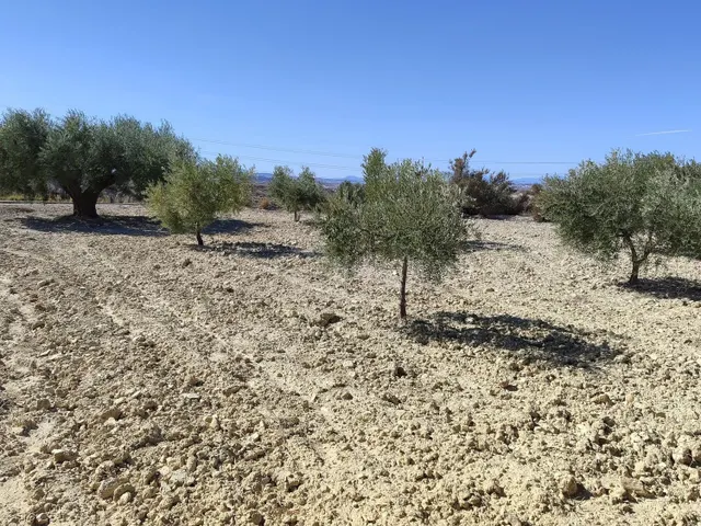 Terreno rural en venta - TOLLE - foto 3