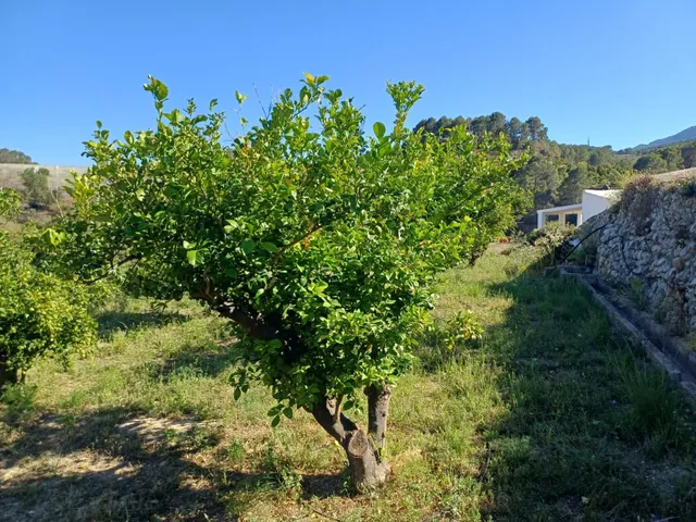 PARCELA DE TERRENO CON CASA CONSTRUIDA Y ARBOLES FRUTALES — 7