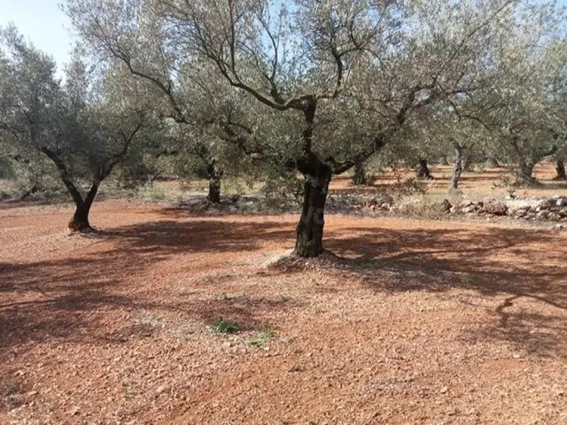 Fantástica finca con casa en la Miliana — 16
