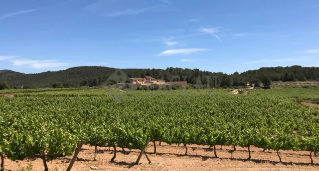 Finca rústica con dos casas a cinco minutos de Sitges. — 4