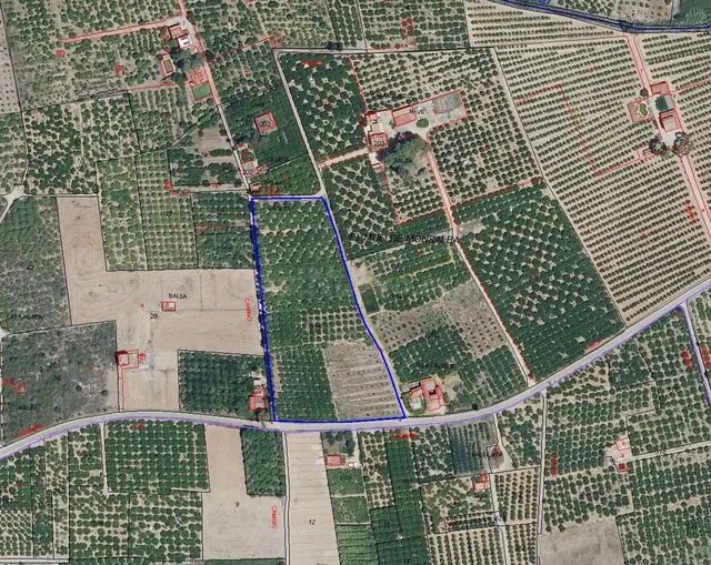 Terreno agrícola en venta – 13.013 m2 con cultivo de naranjo - foto 4