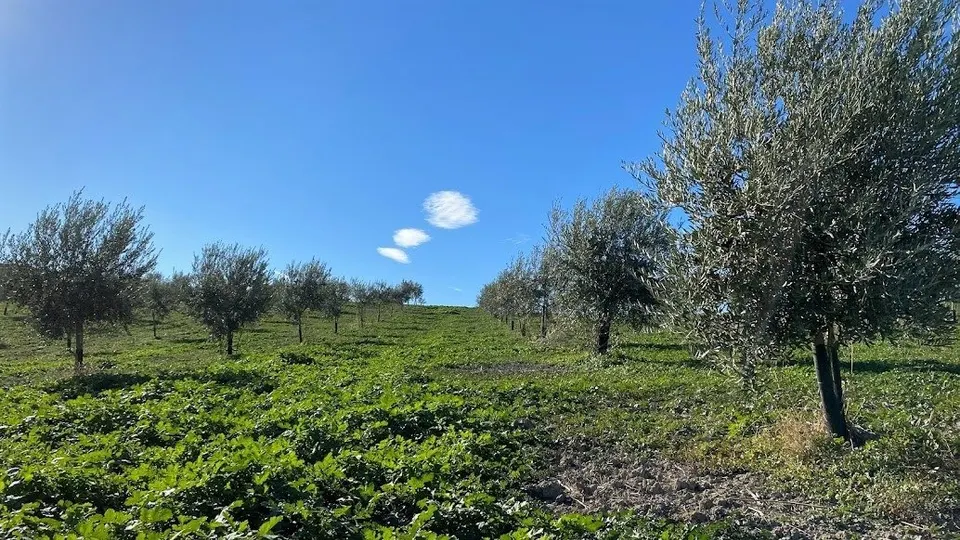 Fantástica finca de garrotes