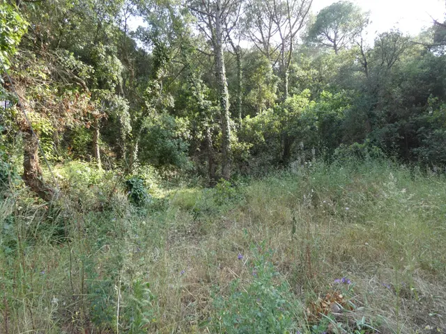 CALONGE: Parcela 626 m2 . MUY LLANA en Urb.Mas Pere, CON TOD