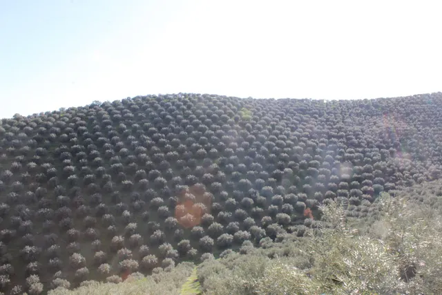 MAGNIFICO OLIVAR CON CASA, COCHERA PARA APEROS Y PISCINA ENTRE VILLAHARTA Y POZOBLANCO. — 3