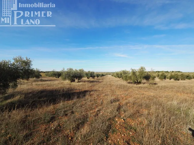 Se vende finca rustica destinada a olivo, la finca cuenta co - foto 2