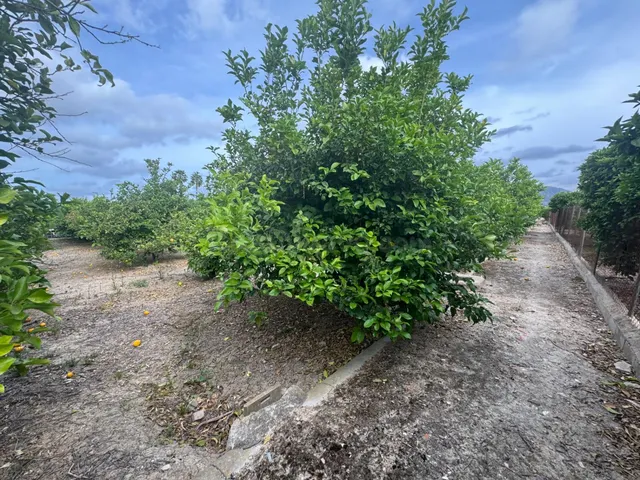 Se vende parcelica de huerto, plantado de limoneros en LLano - foto 5