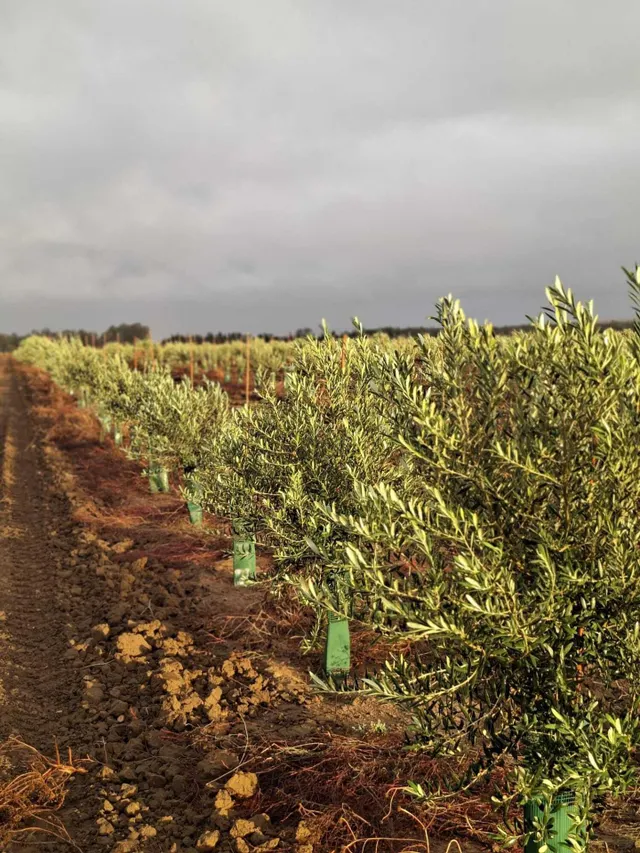 CORTIJO EXPLOTACION AGRARIA Y OLIVAR EN PRODUCCION FRENTE A LA BARROSA — 2