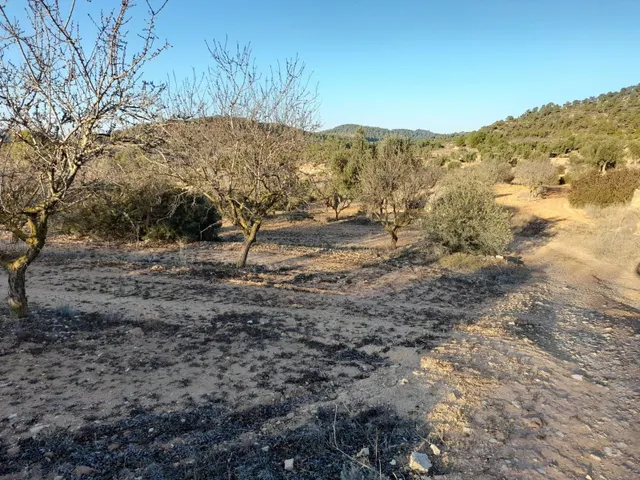 OCASION GRAN  FINCA EN PRODUCCION DE 8,4 HAS. EN CORBERA D´EBRE — 25