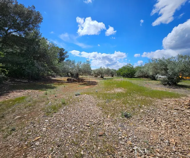 Finca Rustica de 45.344 m2, plana y plantada de olivos en producción — 2