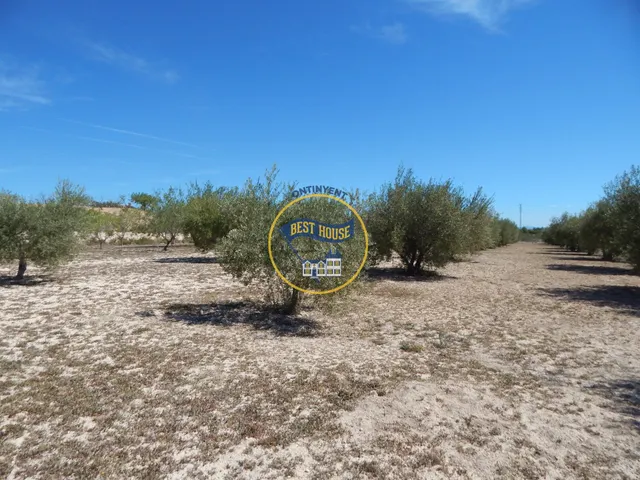 TERRENO DE 17.900M2  EN PRODUCCIÓN CON POSSIBILIDAD DE CONSTRUIR EN AGULLENT(VALENCIA) — 5