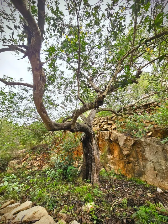 Terreno en venta en zona galeretes — 6