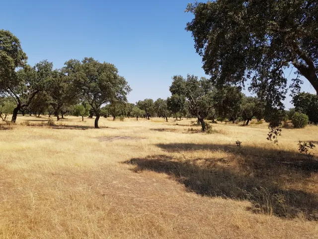 OLIVAR A LA VENTA EN VILLANUEVA DEL DUQUE — 2