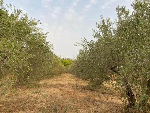 Oportunidad de Inversión! Terreno Rústico Agrario se vende en Carretera de Pino Montano. — 3