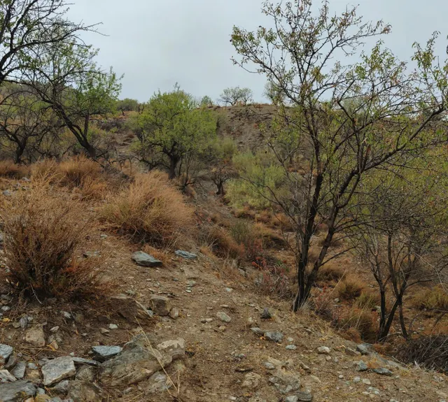 VENTA EN SIERRO ( ALMERÍA ) DE TERRENO PARA CAZA. — 9