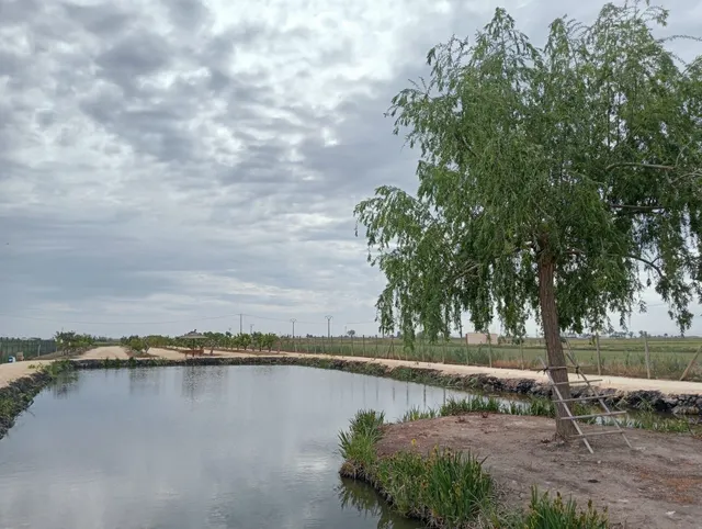 BARRACA TÍPICA DEL DELTA EN AMPOSTA — 24