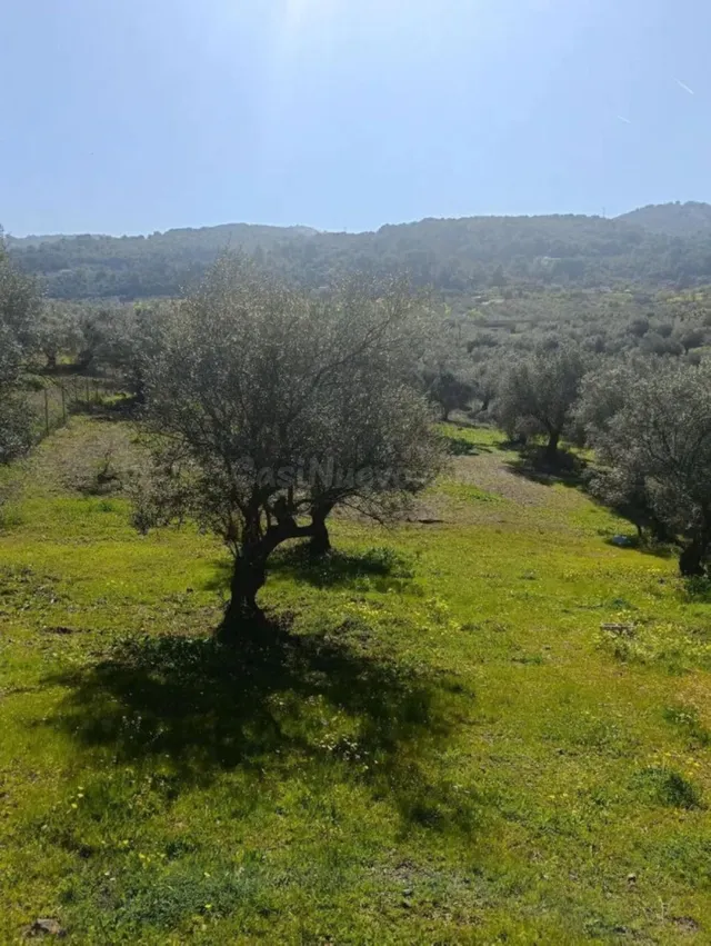 Finca olivar en Monda con vistas al pueblo y naturaleza - foto 3