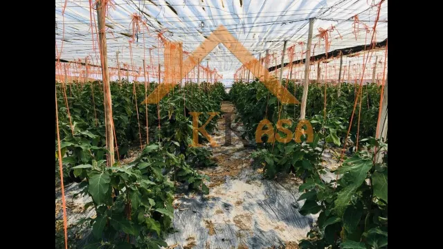 SE VENDE INVERNADERO EN EL EJIDO ZONA PARAJE CUATRO VIENTOS — 2