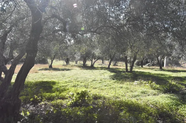 Inversión Ideal en El Pedroso: Terreno Rural con Potencial - foto 3