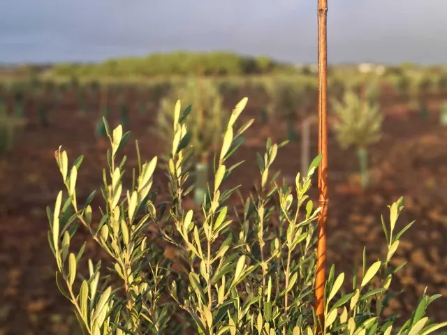 CORTIJO EXPLOTACION AGRARIA Y OLIVAR EN PRODUCCION FRENTE A LA BARROSA — 6