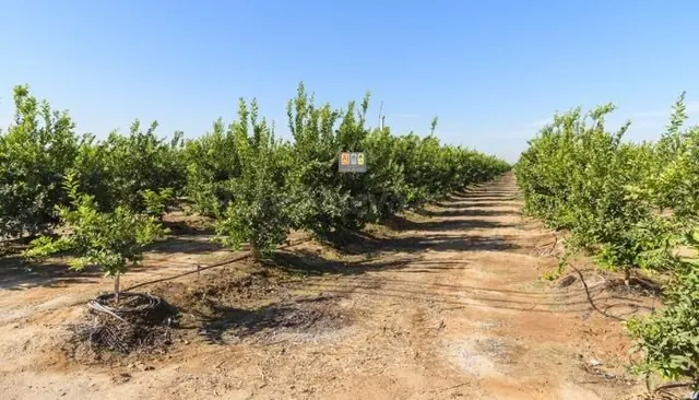Terreno Agrícola de Limoneros en El Planet (Altea) - foto 2