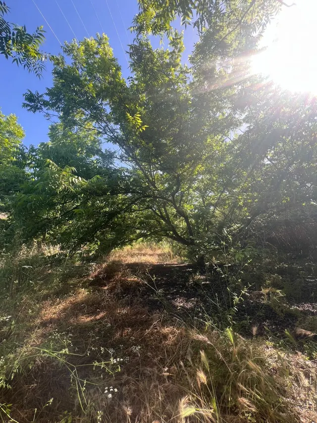 Fincas rústicas con nogales pecanos en Alhaurín el Grande — 8