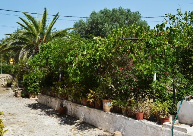 Casa tipica mallorquina en el secar de la real con 13.900 m2 posibilidad de segregar solar urbano — 20