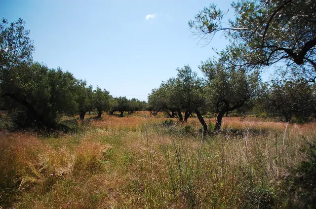 Finca Rústica de 6,5 hectáreas, plana, con casa de campo de 150 M2 — 21