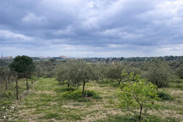 Terreno vallado de 702 m2 con 30 olivos de calidad y múltipl - foto 5