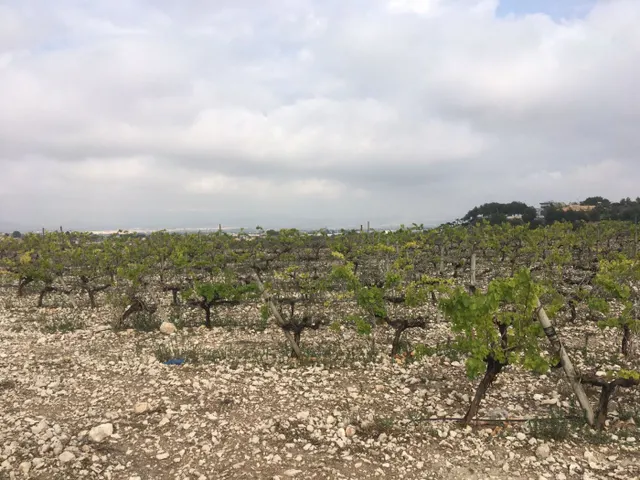 27.500 metros de terreno con plantacion de Uvas o para construir un Chalet — 7
