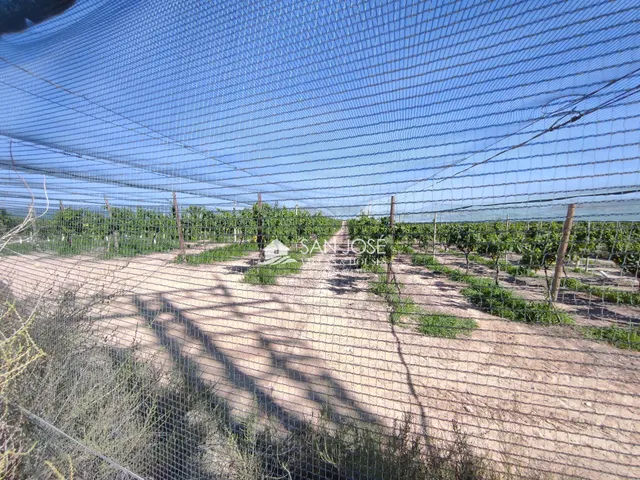 SE VENDE FINCA RÚSTICA EN PRODUCCIÓN UVA ECOLÓGICA CON CASA DE APEROS EN MONFORTE DEL CID. — 2
