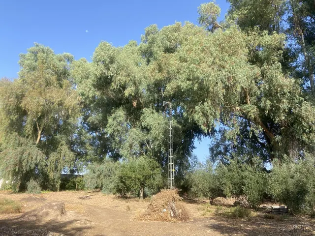 Parcela Rústica en Urbanización Los Eucaliptos - Porrillas (Alcolea) — 21