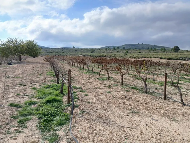 Parcela en venta - Yecla — 29