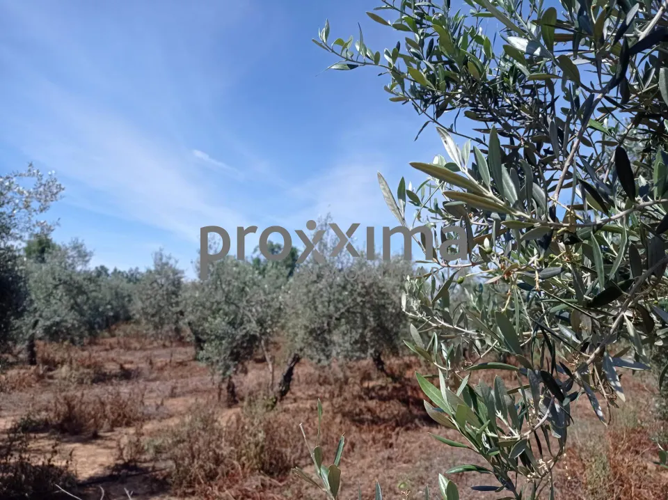 OLIVAR EN PRODUCCIÓN CON POSIBILIDAD DE CONSTRUIR VIVIENDA