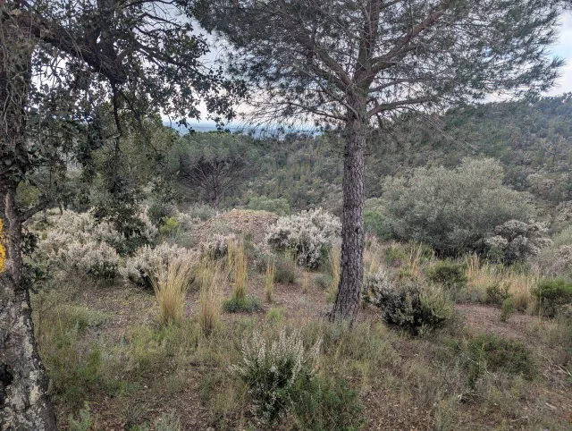 Oportunidad única: Terreno Rústico de 32.000 m2 en un Entorn