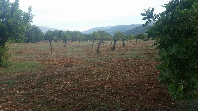 Parcela en Bunyola Parc — 6