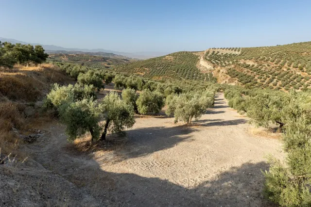 Terreno rural en venta - Alfacar — 11