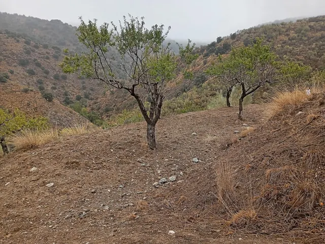 VENTA EN SIERRO ( ALMERÍA ) DE TERRENO PARA CAZA. — 10
