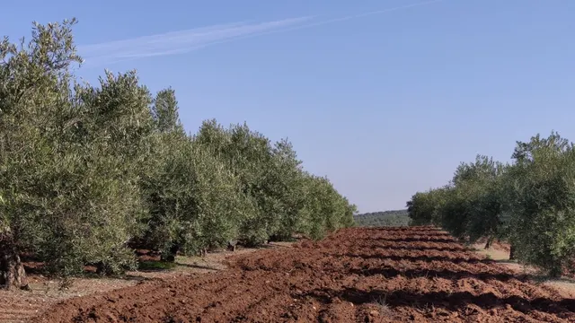 Olivar a pie de carretera — 6