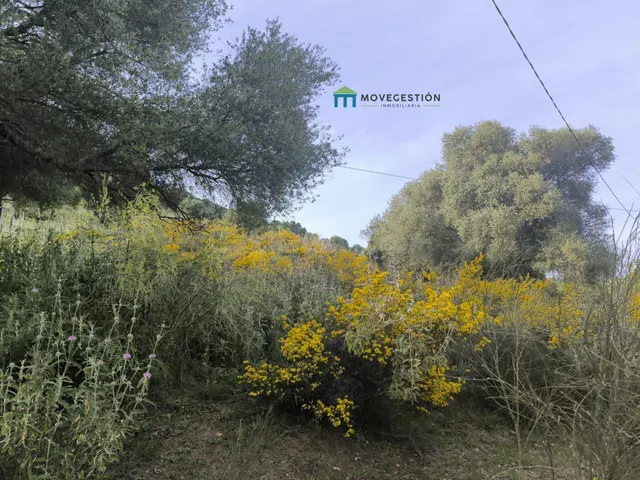 Terreno rural en venta - EL AMARGUILLO - foto 5