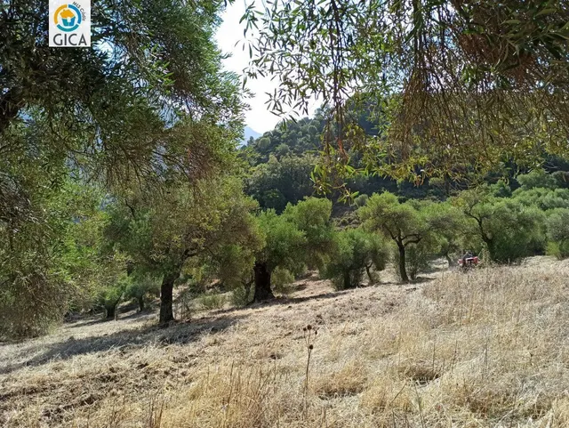 CASA CON PARCELA  EN LA SIERRA DE CADIZ -EL BOSQUE — 32