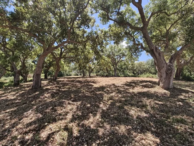 Parcela 838m² en venta - Sotogrande Costa - foto 2
