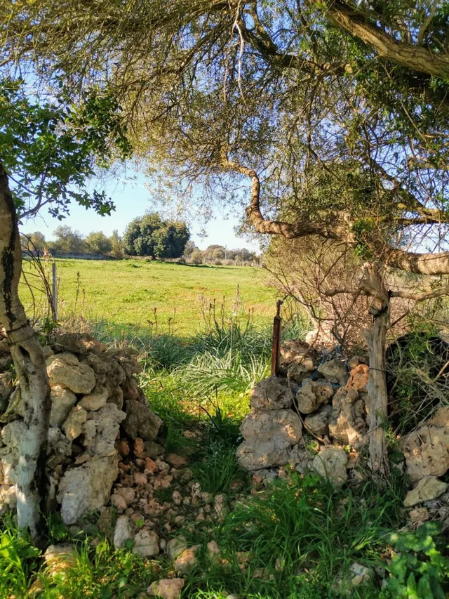 FINCA RÚSTICA PERFECTA PARA CONSTRUIR - foto 4