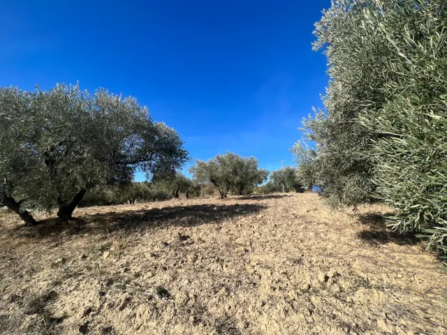 Terreno rústico con almendros y olivos en Almogía – 1,1 Hect - foto 5