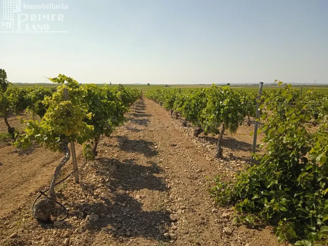 Se venden 4.8 hectareas de emparrado de Regadio de variedad  - foto 3