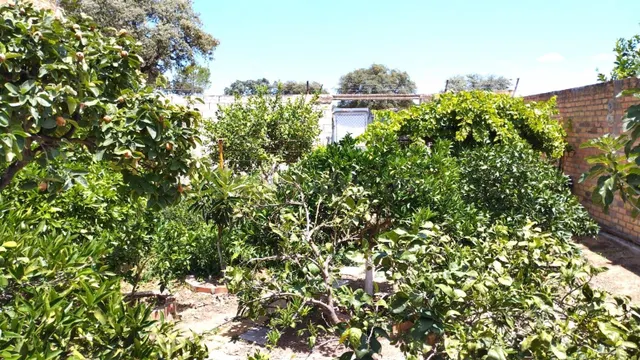 SOLAR DE 300M2 EN LA LOCALIDAD DE GERENA, SEVILLA. - foto 2